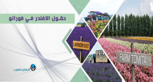 حقول الافندر في فورانو